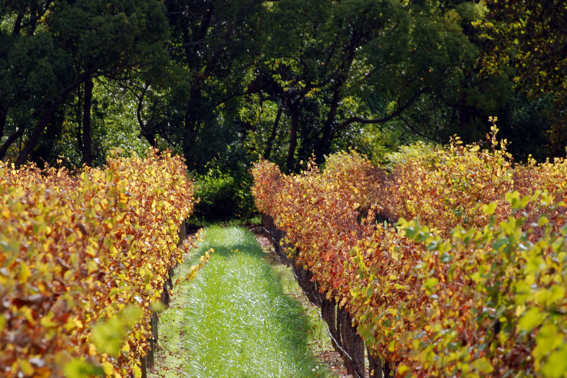 Paarl vineyards in the Western Cape Winelands, South Africa